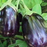 Patlidžan crna ljepotica